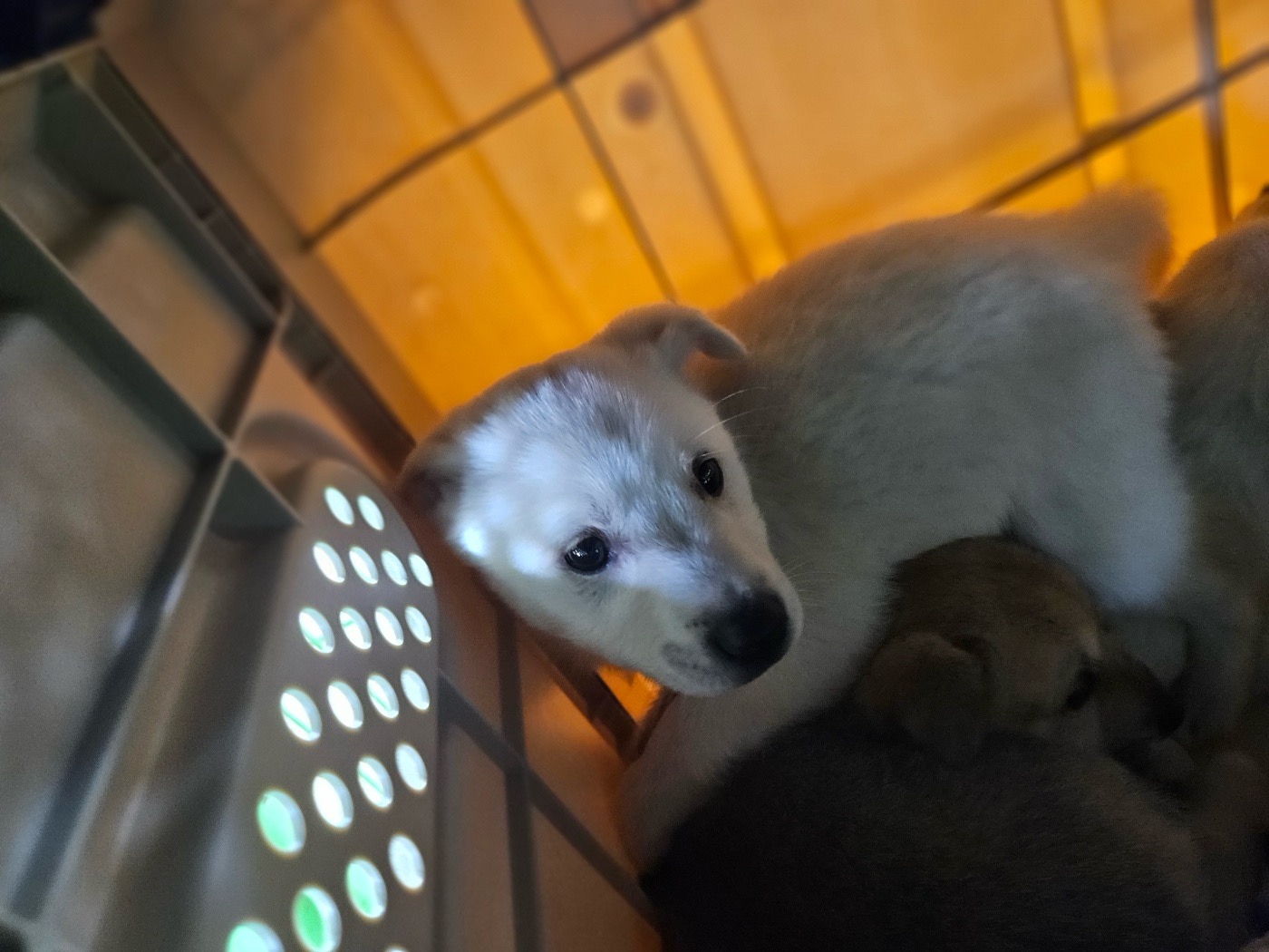 진안군유기동물보호소_445473202400675